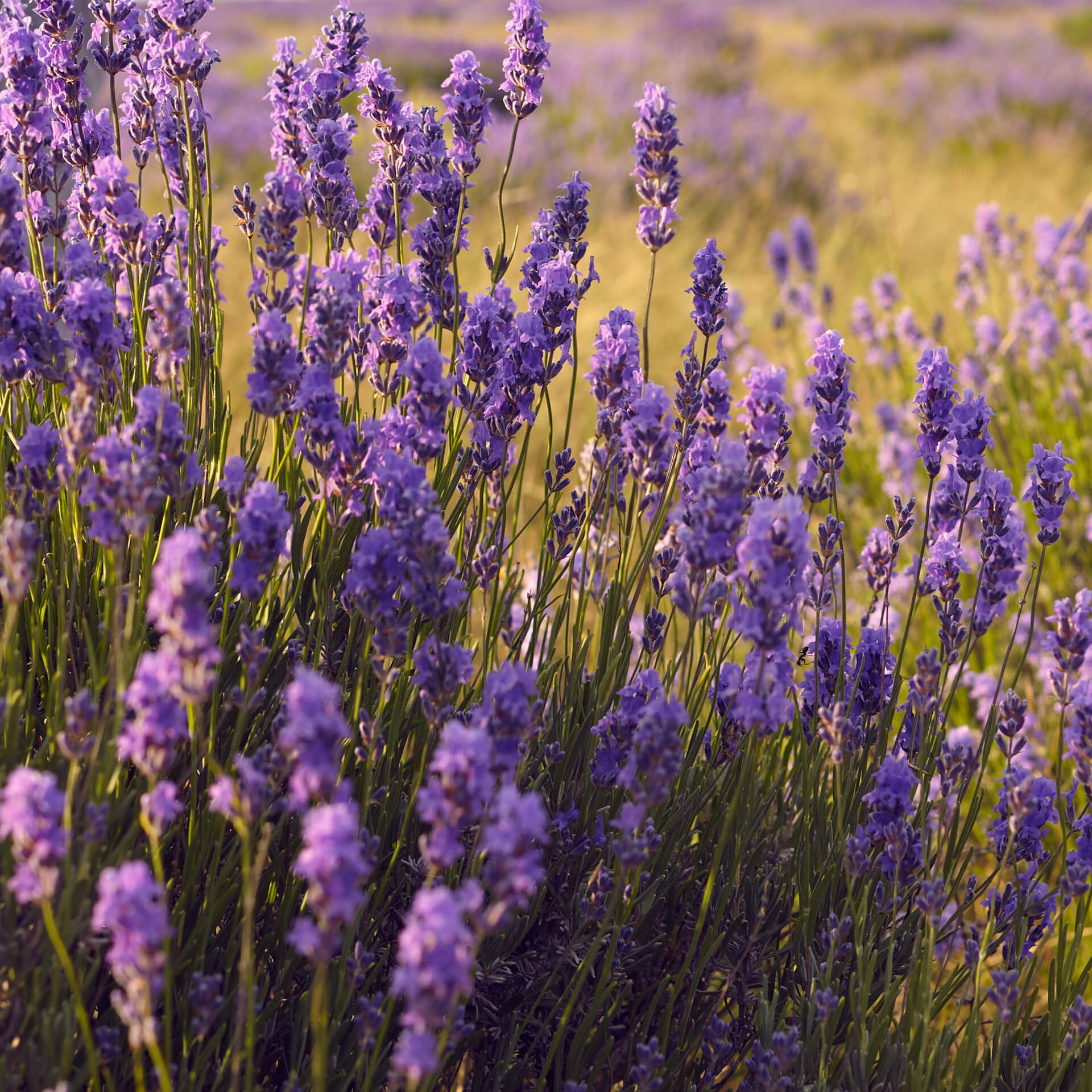 Lavendelblüten auf dem Feld